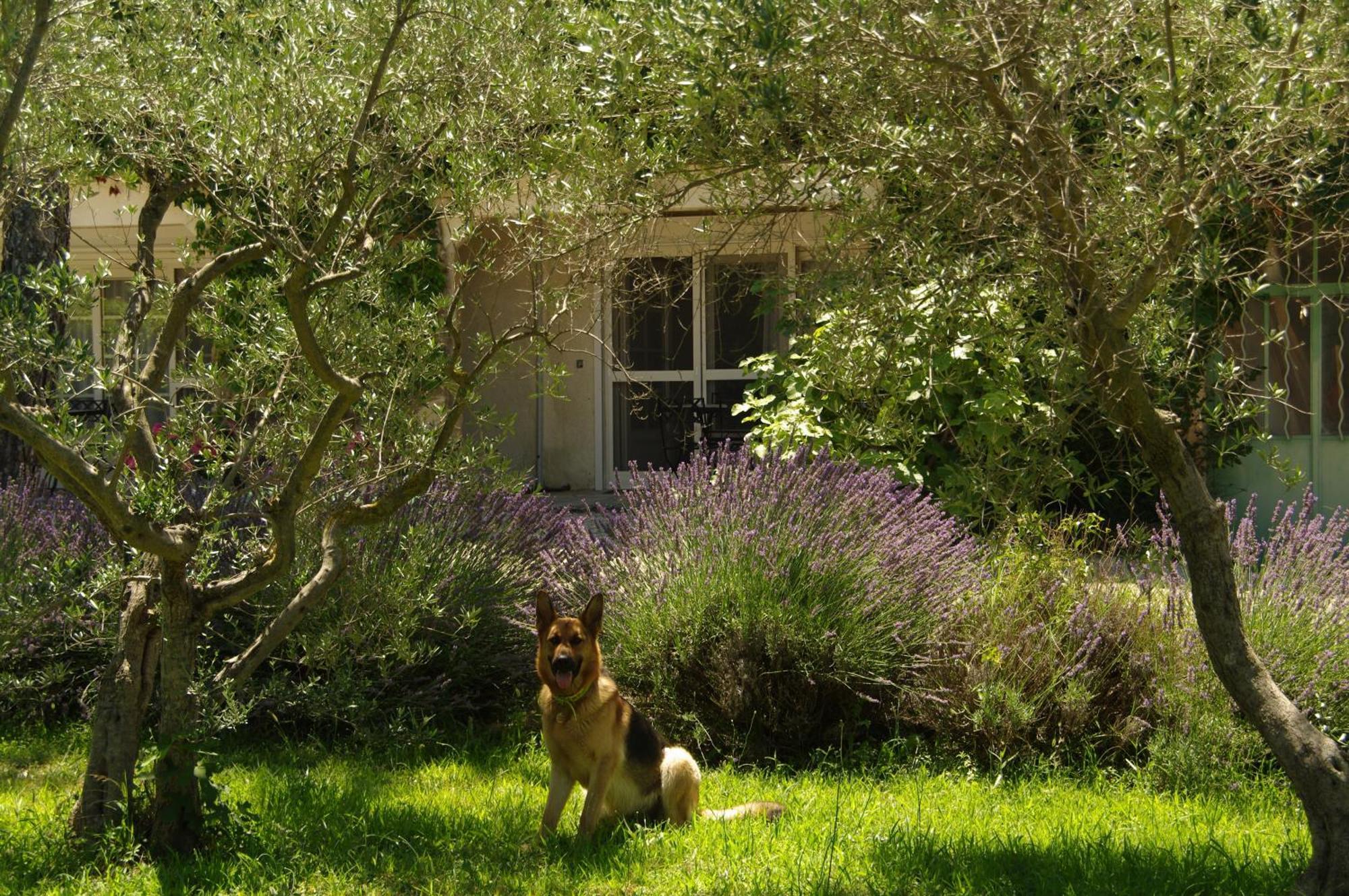 Residence Le Saint Victor Fontvieille Dış mekan fotoğraf